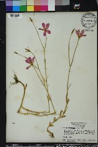 Sabatia grandiflora image