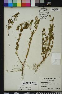 Chamaesyce hyssopifolia image