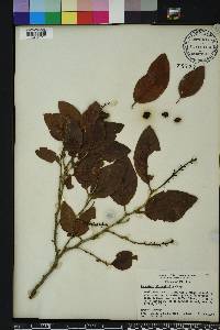 Coccoloba diversifolia image