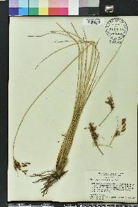 Fimbristylis thermalis image