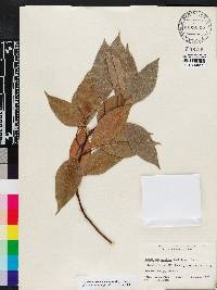 Cinnamomum camphora image