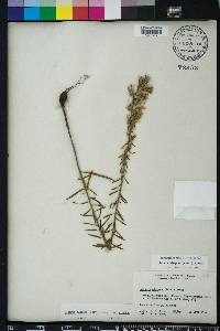 Liatris elegans image