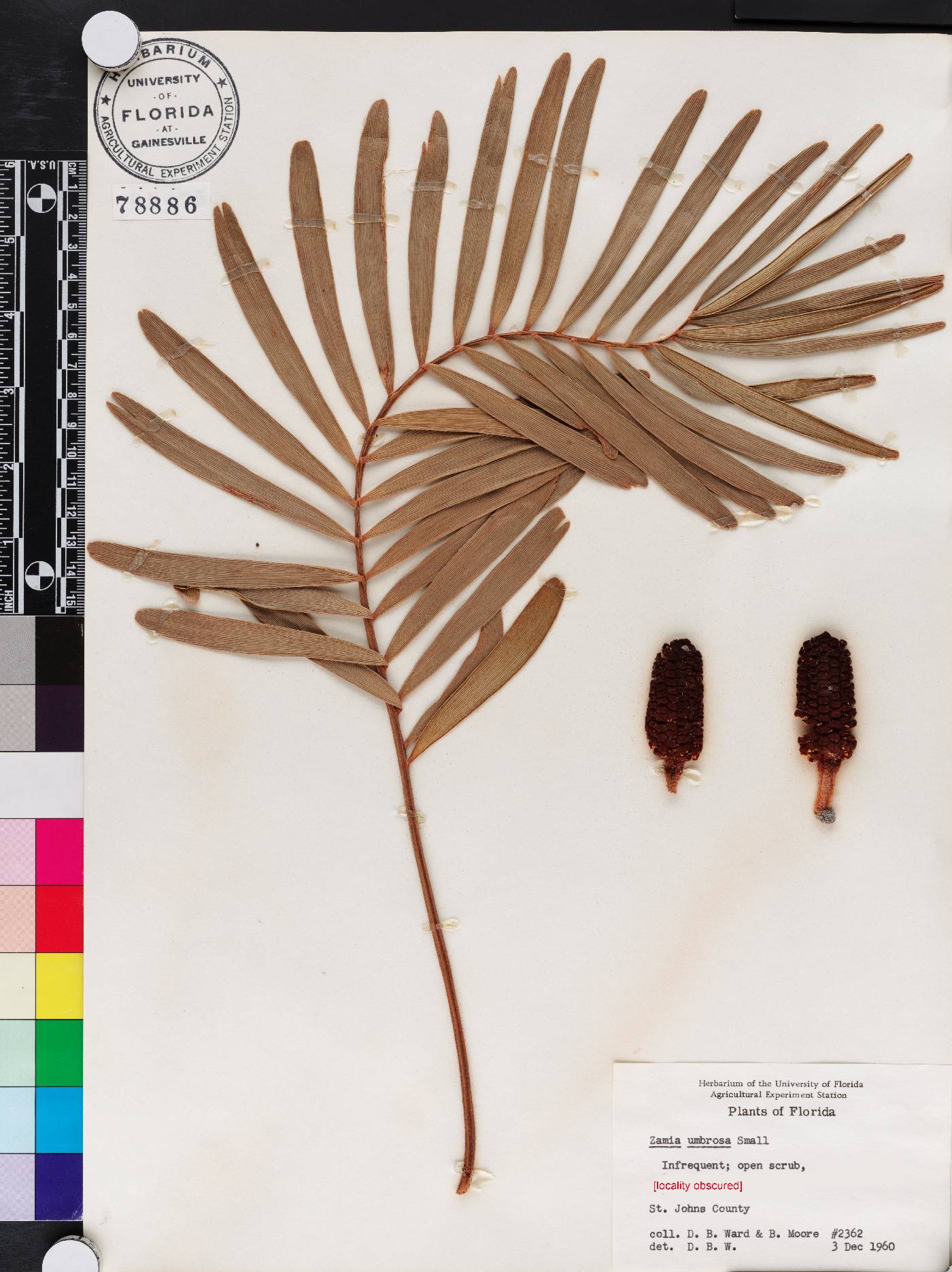 Zamia integrifolia image