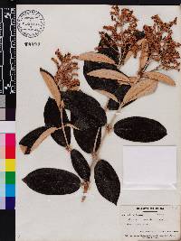 Miconia albicans image