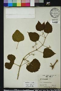 Ampelopsis cordata image