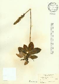 Goodyera pubescens image