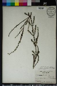 Seymeria cassioides image