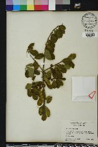Ilex opaca var. arenicola image