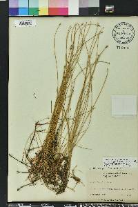Eleocharis fallax image