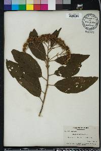 Pluchea carolinensis image