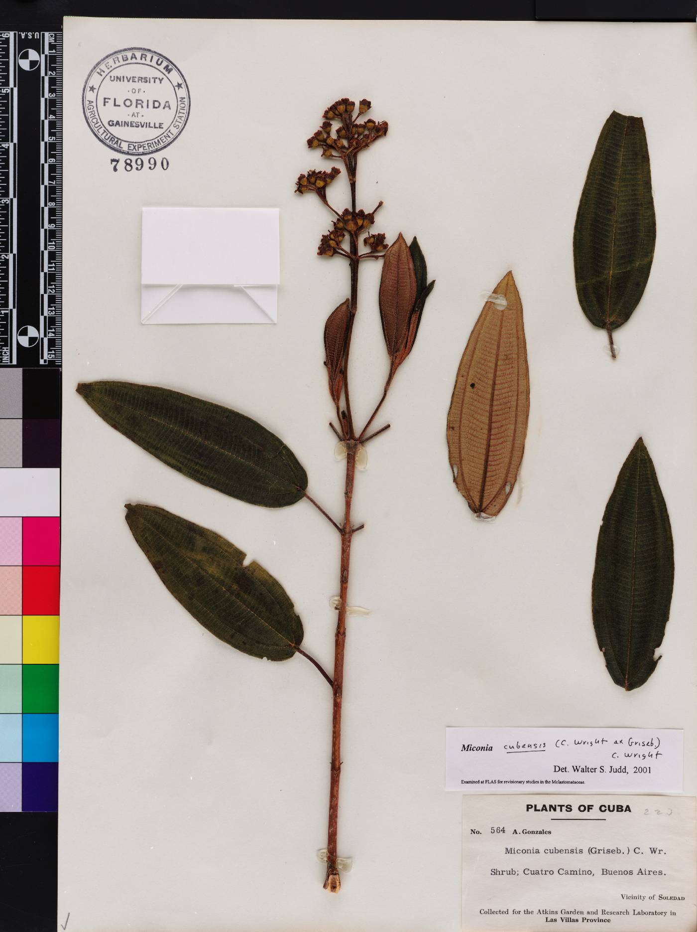 Miconia cubensis image