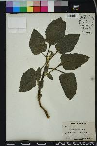 Heliotropium indicum image