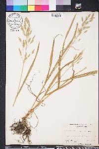 Bromus secalinus image