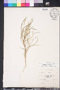 Muhlenbergia frondosa image