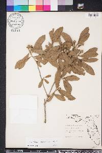 Quercus virginiana image