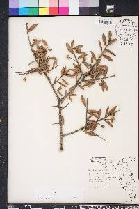 Quercus geminata image