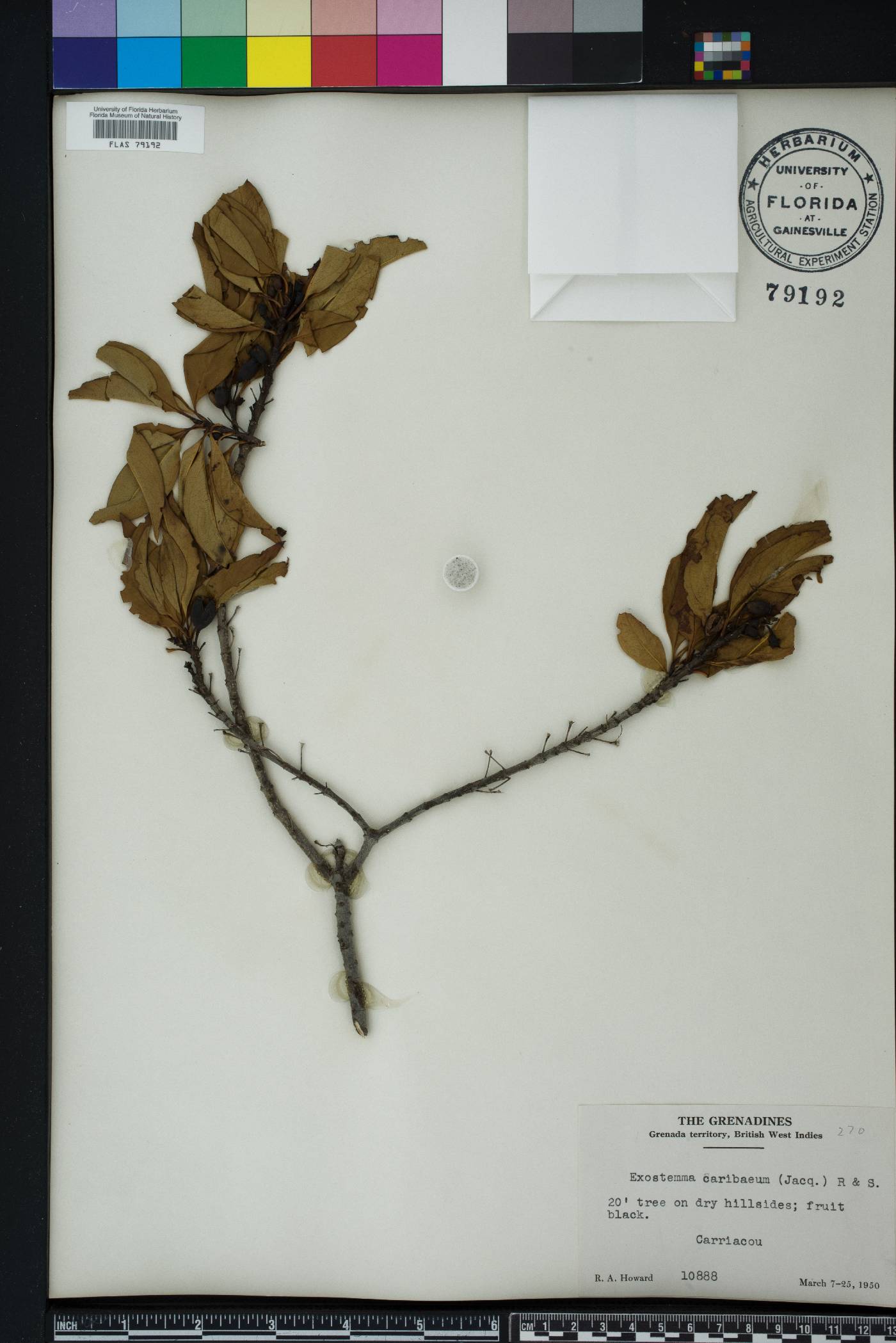 Exostema caribaeum image