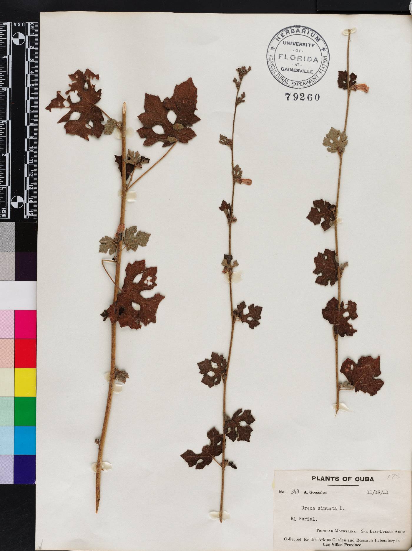 Urena sinuata image