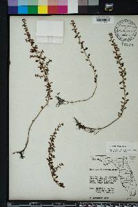 Ludwigia microcarpa image