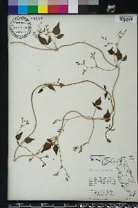 Valeriana scandens image