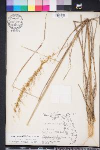 Sorghastrum secundum image