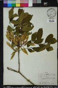 Fraxinus caroliniana image