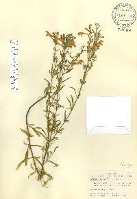 Scutellaria glabriuscula image