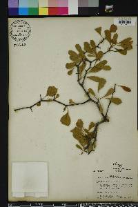 Crataegus michauxii image