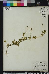 Phyla nodiflora image