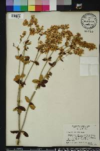 Eriogonum tomentosum image