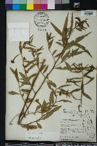 Ludwigia octovalvis image