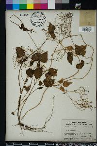 Valeriana scandens image