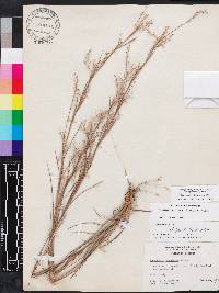 Schizachyrium stoloniferum image