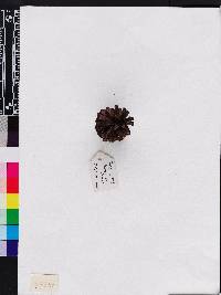 Pinus clausa image