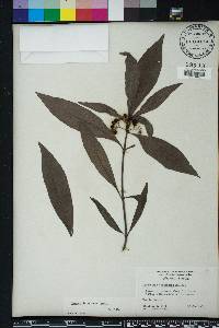 Psychotria sulzneri image