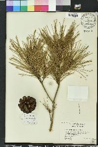 Pinus clausa image