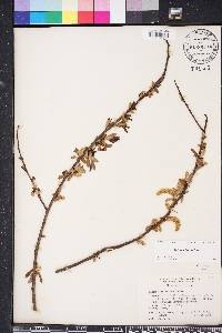 Salix caroliniana image