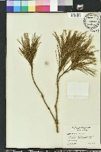 Pinus clausa image