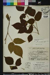 Toxicodendron radicans subsp. radicans image