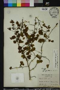 Crataegus marshallii image