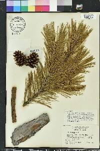 Pinus echinata image