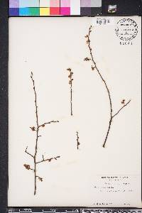 Ulmus alata image