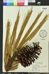 Pinus palustris image