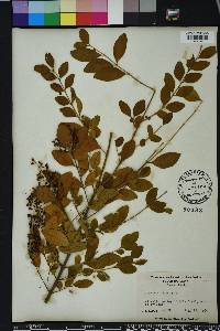 Ligustrum sinense image