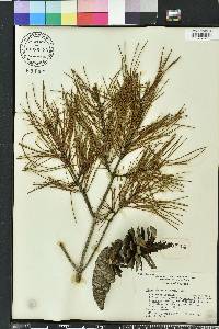 Pinus clausa image