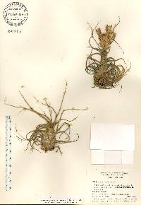 Tillandsia pruinosa image