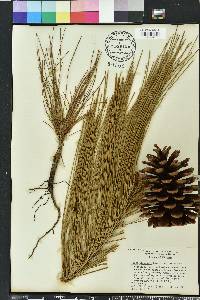 Pinus elliottii var. elliottii image