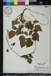 Valeriana scandens image