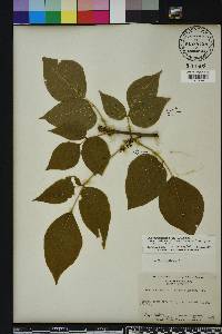 Toxicodendron radicans subsp. radicans image