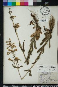 Penstemon australis image